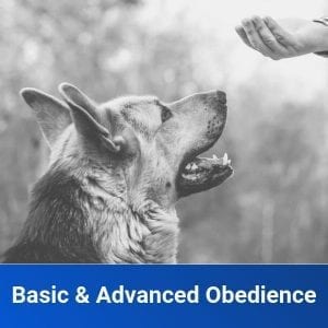 Basic & Advanced Obedience Training