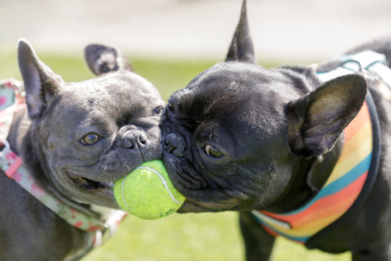 The Ultimate Guide to Dog Parks in Northern Virginia
